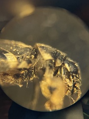 Ellipes minuta