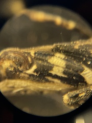 Ellipes minuta
