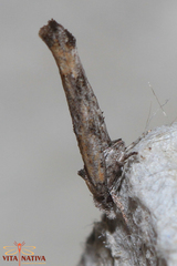 Zelleria oleastrella