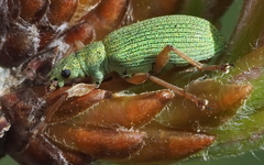 Polydrusus impressifrons