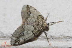 Tephronia lhommaria