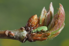 Polydrusus impressifrons