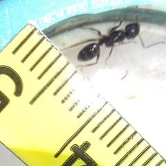 Camponotus