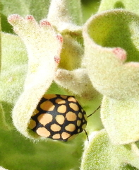 Steganocerus multipunctatus
