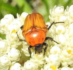Leucocelis rubra