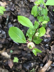 Contarinia cerasiserotinae