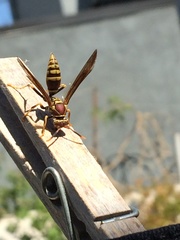 Polistes exclamans