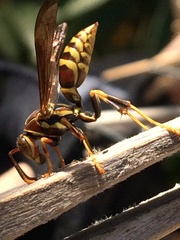 Polistes exclamans