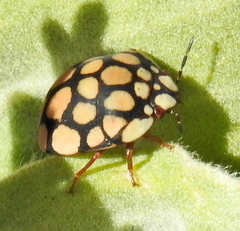 Steganocerus multipunctatus