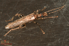 Oedemera marmorata