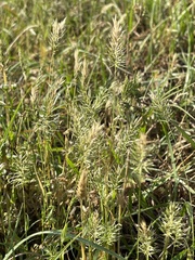 Anthoxanthum aristatum