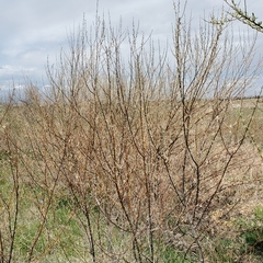 Elaeagnus angustifolia