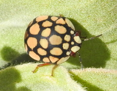 Steganocerus multipunctatus
