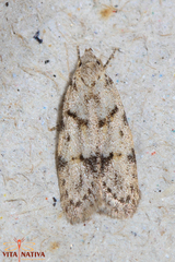 Symmoca signatella