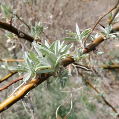 Elaeagnus angustifolia