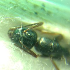 Camponotus