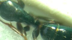 Camponotus