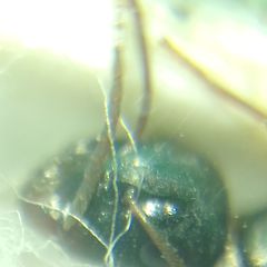 Camponotus