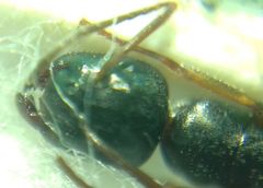 Camponotus