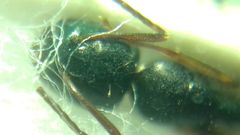 Camponotus