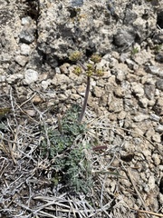 Lomatium foeniculaceum
