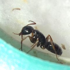 Camponotus