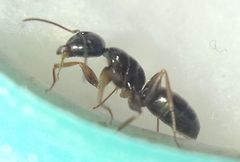 Camponotus