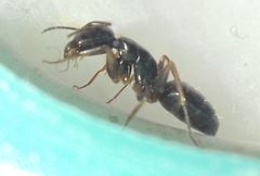 Camponotus