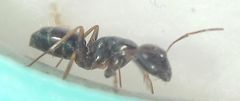 Camponotus