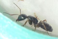 Camponotus