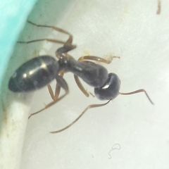 Camponotus