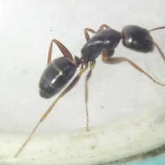 Camponotus