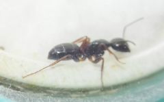 Camponotus