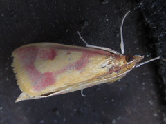 Ostrinia palustralis