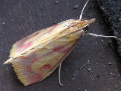 Ostrinia palustralis