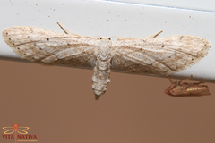 Idaea longaria