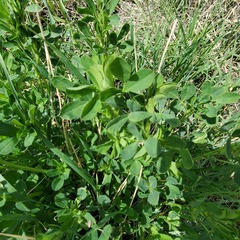 Medicago sativa