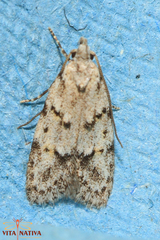 Symmoca signatella