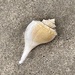Channeled Whelk - Photo (c) Kelly L. O'Donnell, some rights reserved (CC BY-NC), uploaded by Kelly L. O'Donnell