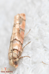 Blastesthia tessulatana