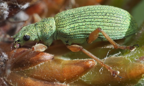 Pale Green Weevil photo 6