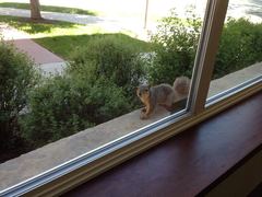 Sciurus niger