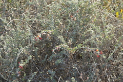 Acmispon distichus