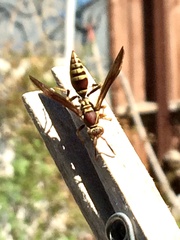 Polistes exclamans