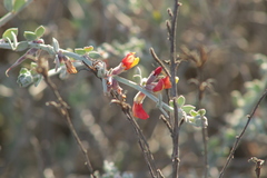 Acmispon distichus