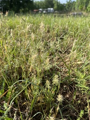 Anthoxanthum aristatum