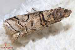 Acrobasis romanella