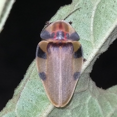 Aspisoma sexpunctatum