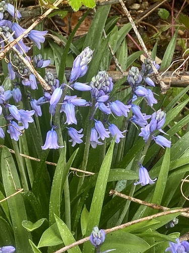 Hyacinthoides hispanica