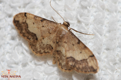 Idaea efflorata